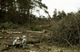 Hufvudsta, skogsavverkning 1964